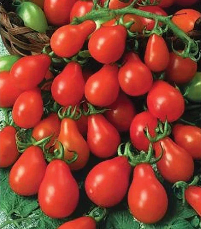 Red Pear Tomato Seeds - 100 Non-GMO Heirloom Seeds - Indeterminate Variety - Solanum lycopersicum for Container Gardening