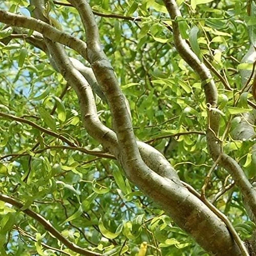 Curly Willow Trees 4 Pack - Fast Growing Exotic Bonsai - Salix matsudana - Unique Twisted Branches for Indoor Outdoor Decor