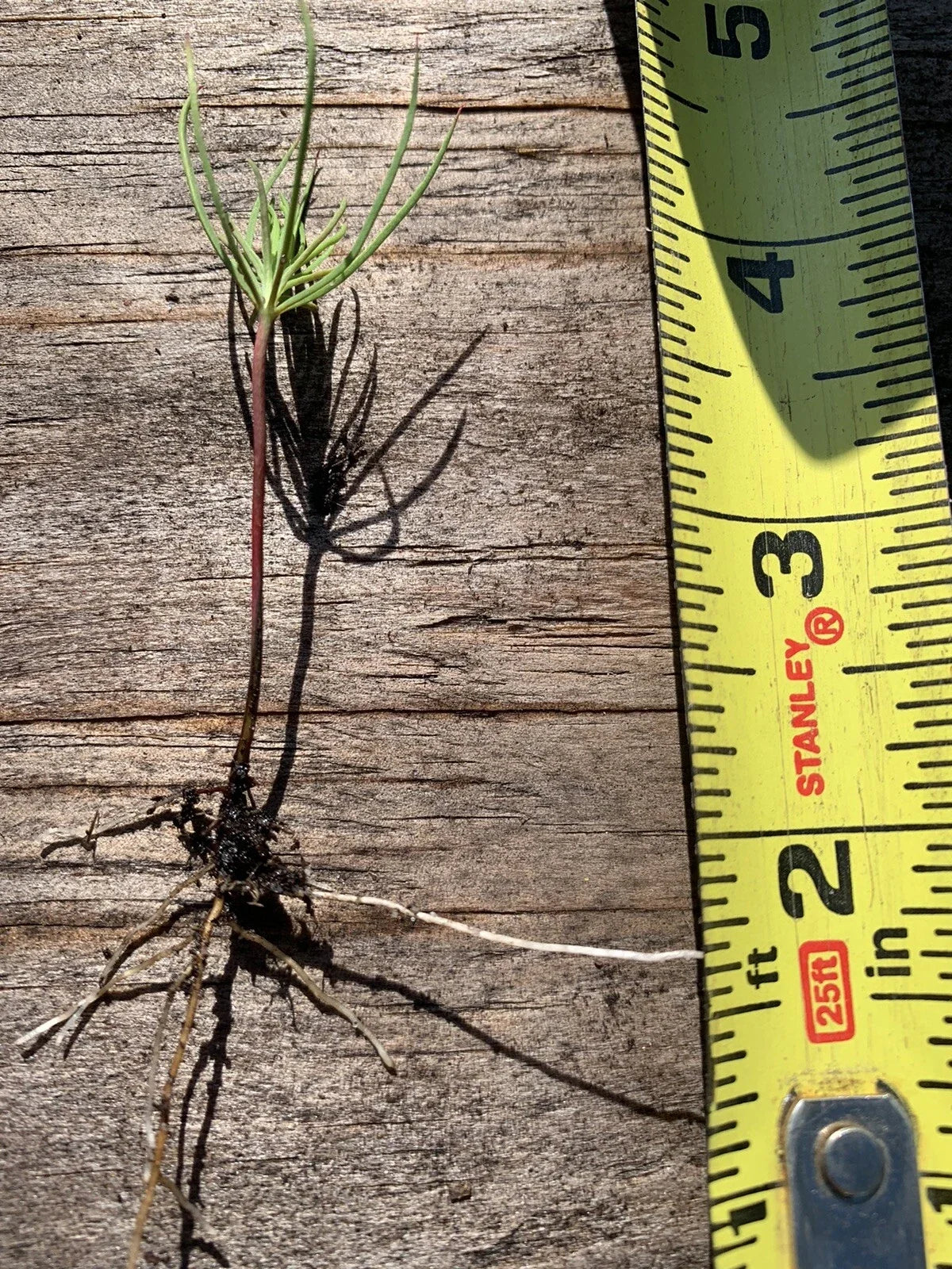 Pine Tree Seedlings 10-Pack Bare Root Fast Growing Wild Pinus spp. for Landscaping, Reforestation, and Windbreaks