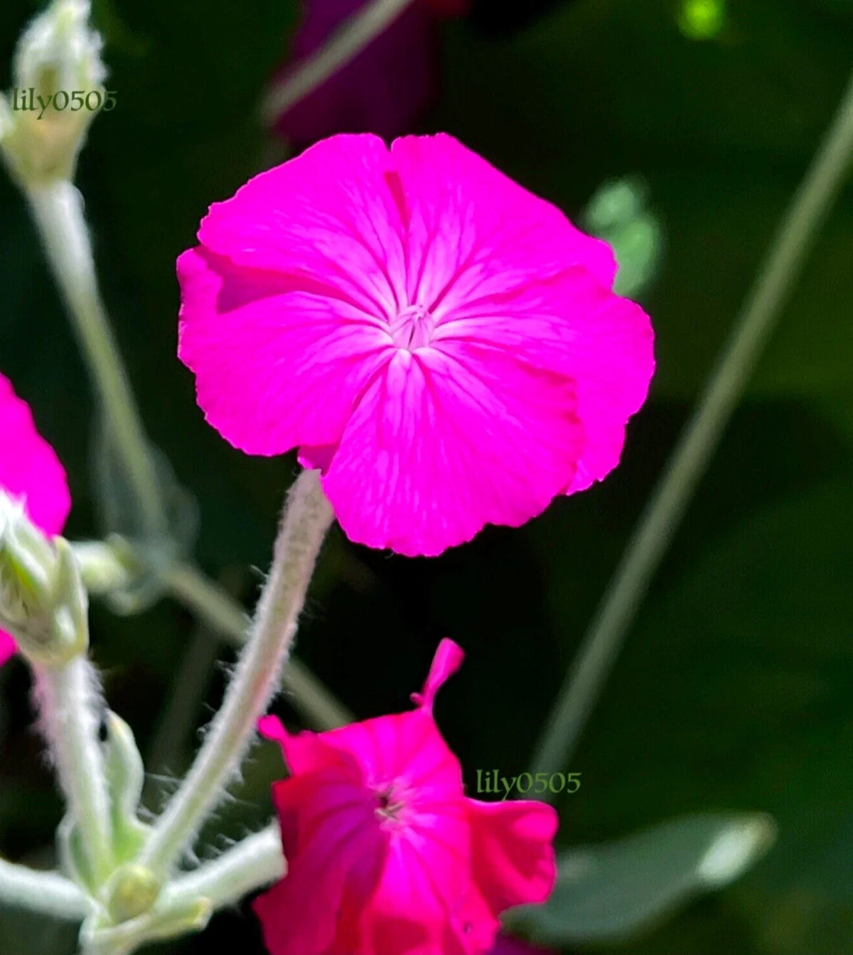 Rose Campion Plants - 5 Bareroot Hardy Perennials, Magenta Blooms, Self-Seeding, Deer Proof - Lychnis coronaria