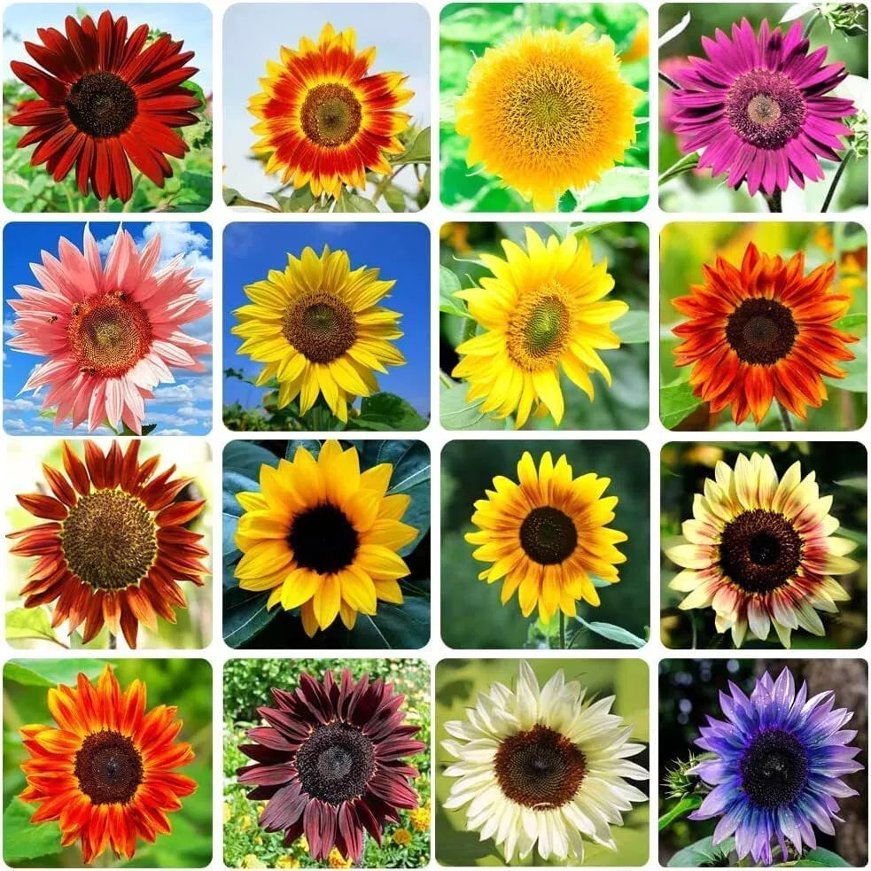 Heirloom Non-GMO Sunflower Seeds Bulk Mix - 15 Varieties, Helianthus annuus, Vibrant Colors for Gardening & Pollinators