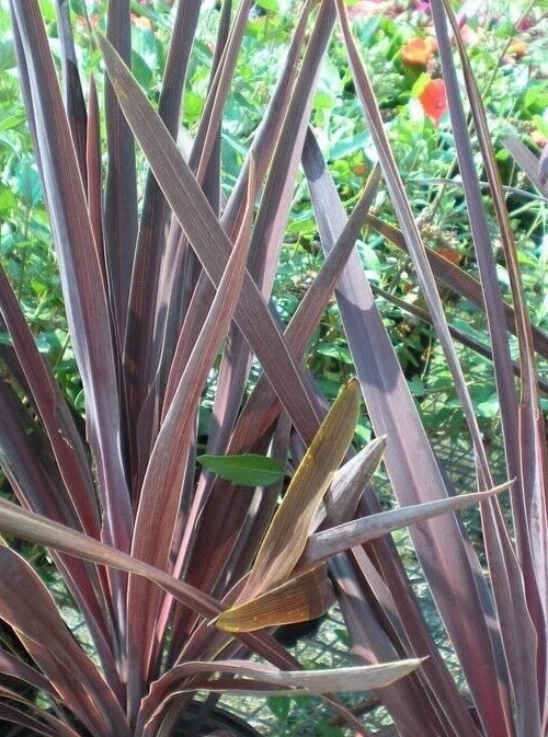 Dracaena 'Bronze Spike' Seeds - 15 Pack - Ornamental Foliage - Dracaena marginata - Tropical Indoor Houseplant