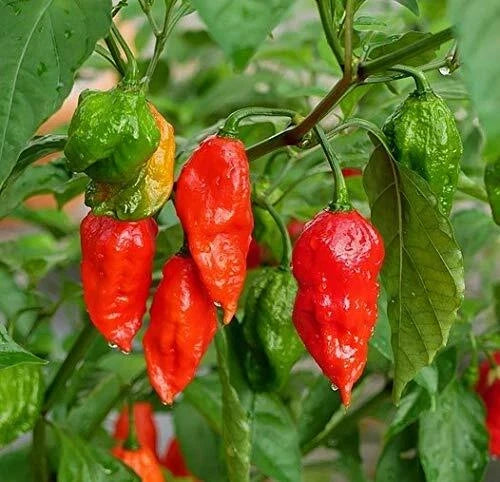 Ghost Hot Pepper Seeds - 100+ Organic Bhut Jolokia Red Chili - Capsicum chinense - Extremely Hot Pepper Seeds for Gardening