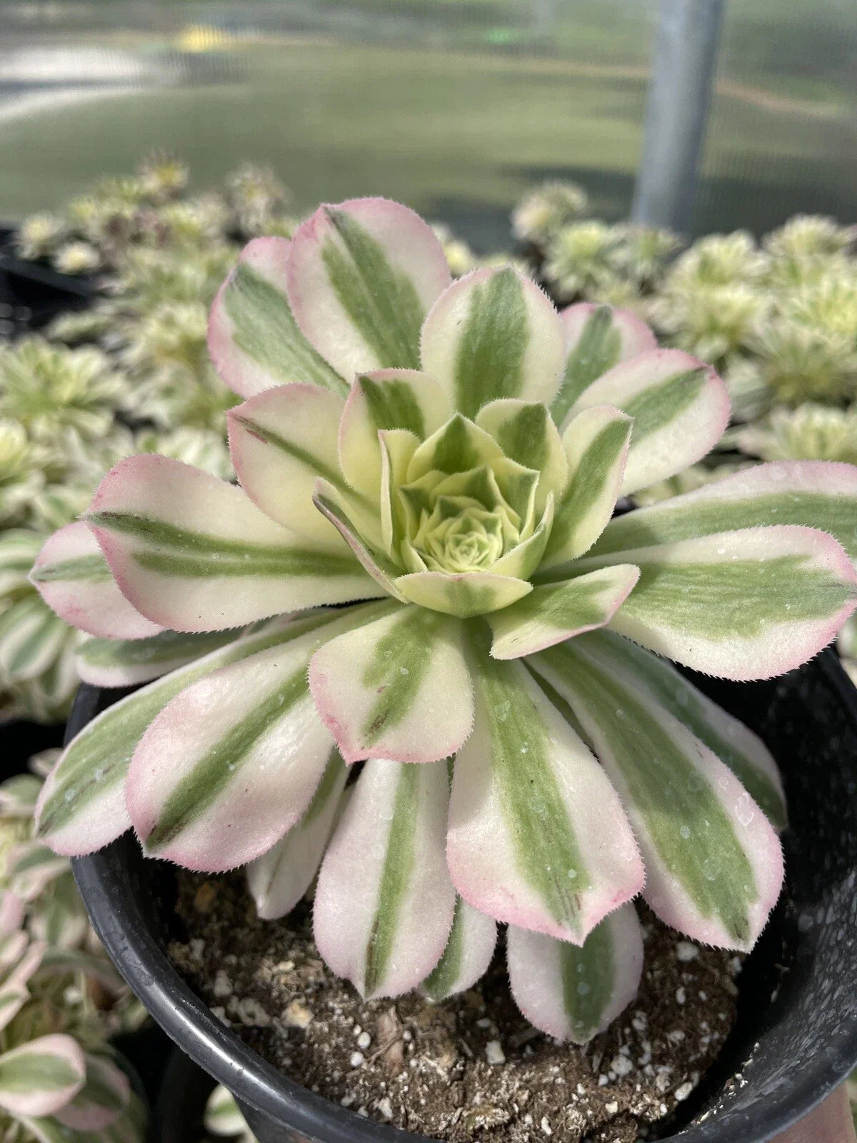 Succulent Live Plant Cutting 3.5” Variegated Aeonium 'Maybach' - Low Maintenance Indoor Decor
