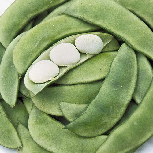 Henderson Dwarf Baby Lima Bean Seeds - 20 Count Non-GMO Vegetable Seeds - Phaseolus lunatus - USA Grown