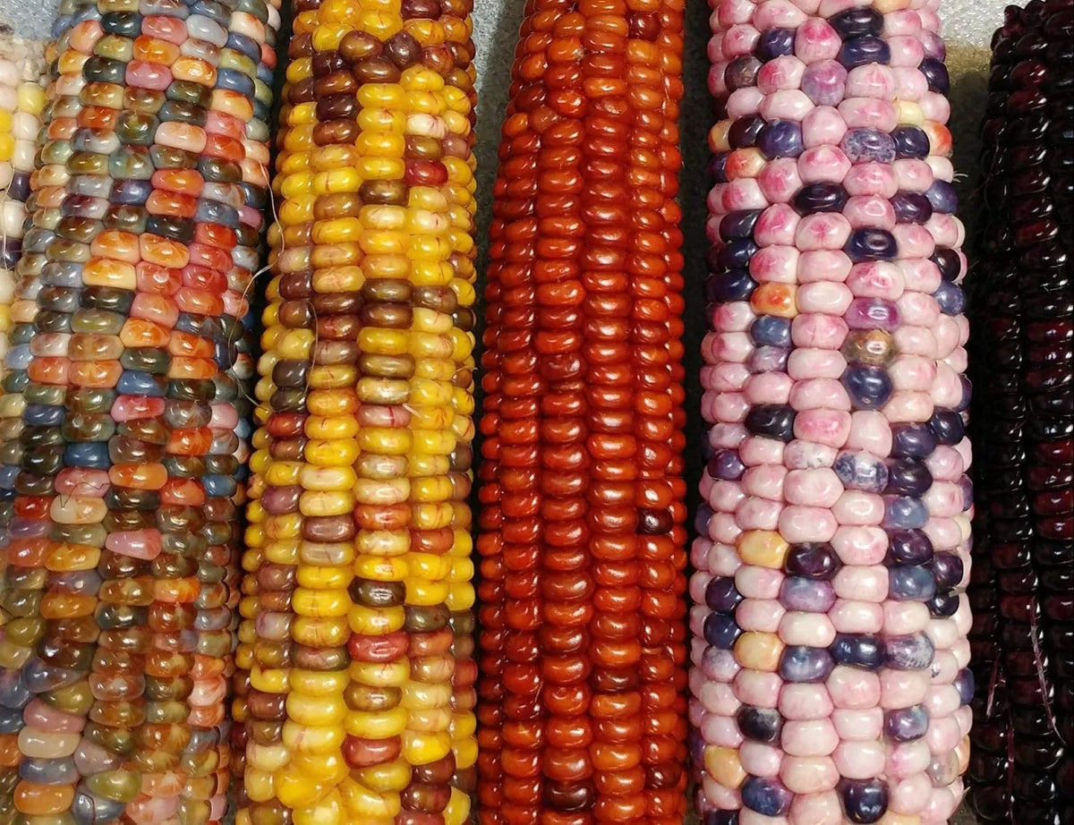 Mountain Indian Corn Seeds - 100 Heirloom Seeds - Colorful Varieties - Zea mays