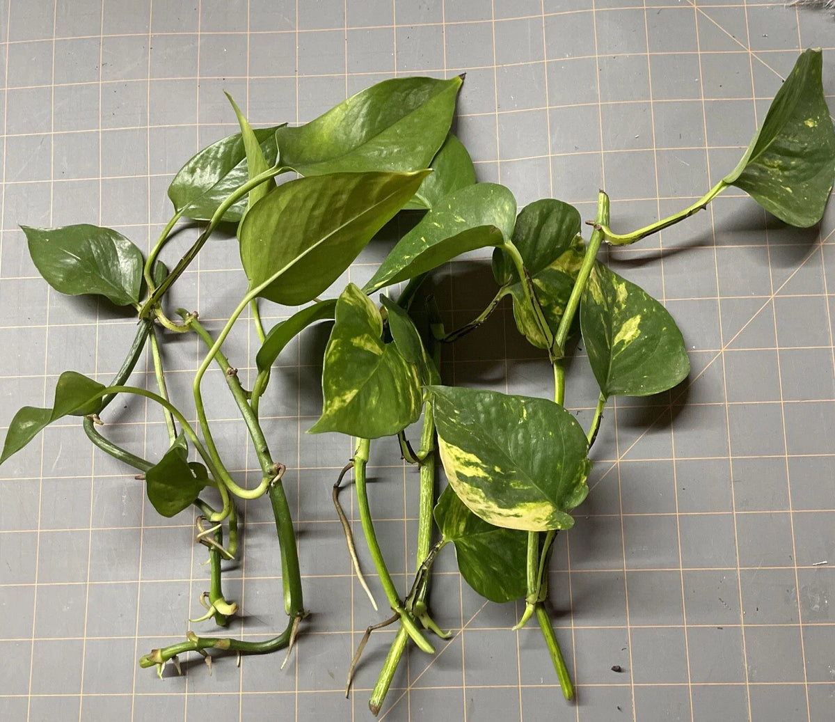 Golden Pothos Rooted Cuttings 5 Pack - Epipremnum aureum - Easy Care Indoor Plant for Home Decor - Vibrant Gold Variegation