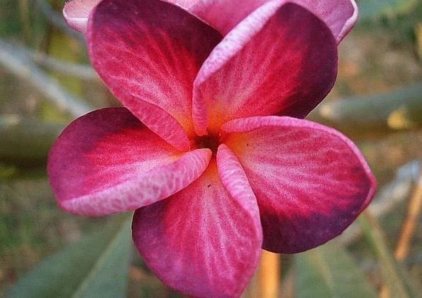 Plumeria Seeds - 5 Bright Pink Purple Flower Seeds - Perennial - Plumeria spp. - Tropical Blooming Plants for Garden