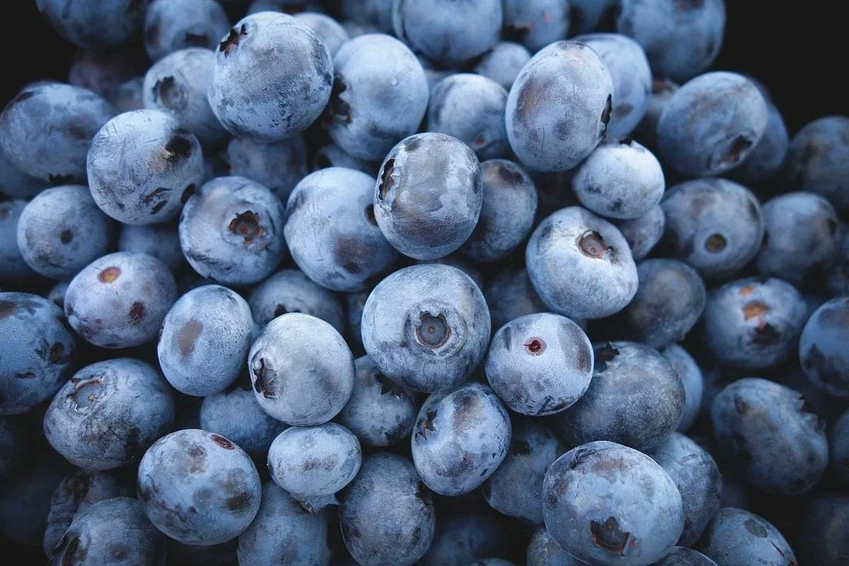 Highbush Blueberry Seeds - Non-GMO Fresh Blueberry Seeds - Vaccinium corymbosum - 25 Seed Packet