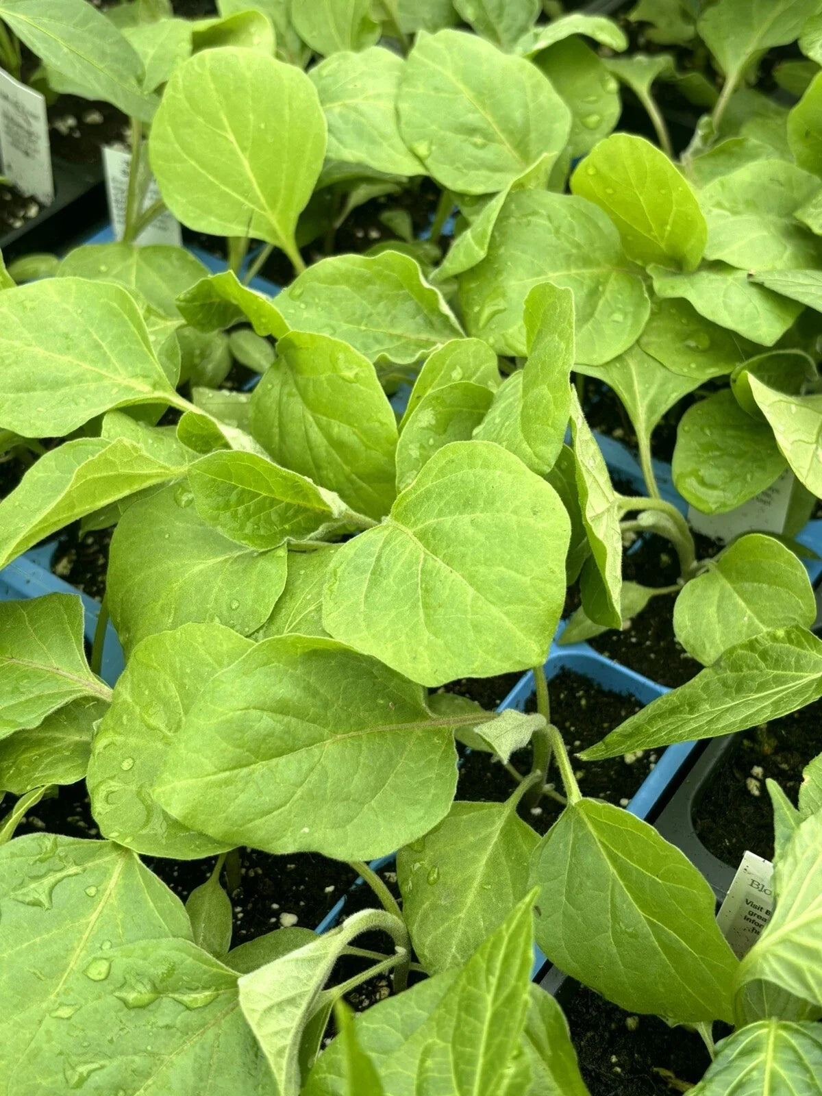 Black Beauty Eggplant Live Plants - Lot of 4, Heirloom Variety, Solanum melongena, Dark Purple Fruits, Vegetable Garden