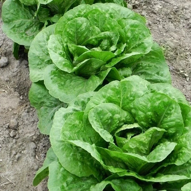 Parris Island Romaine Lettuce Seeds - 100 Non-GMO Organic Seeds for Home Garden - Lactuca sativa - Perfect for Fresh Salads