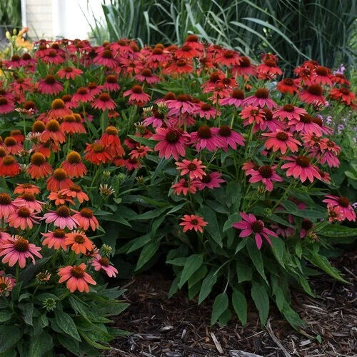 Firefinch Coneflower Seeds | 50 Pack | Echinacea purpurea | Colorful Perennial Flowers | USA Grown
