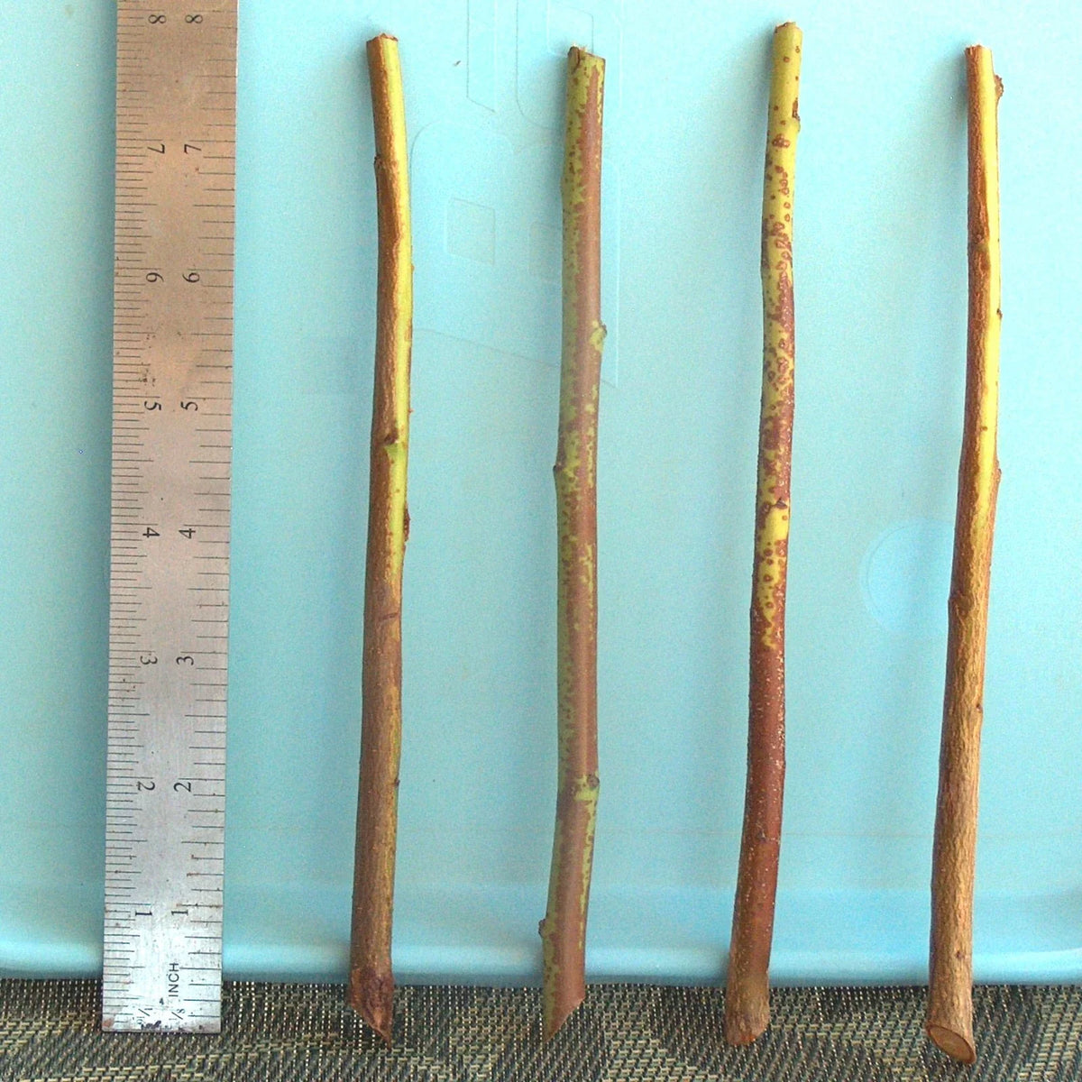 Plum Tree Rootstock Cutting, Semi-Dwarf, T599A Variety, Prunus domestica for Scion-Wood Grafting