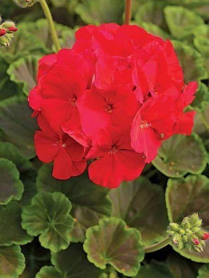 Bullseye Red Geranium Seeds - 12 Fresh Seeds - Pelargonium hortorum - Ideal for Gardens and Containers, Non-GMO
