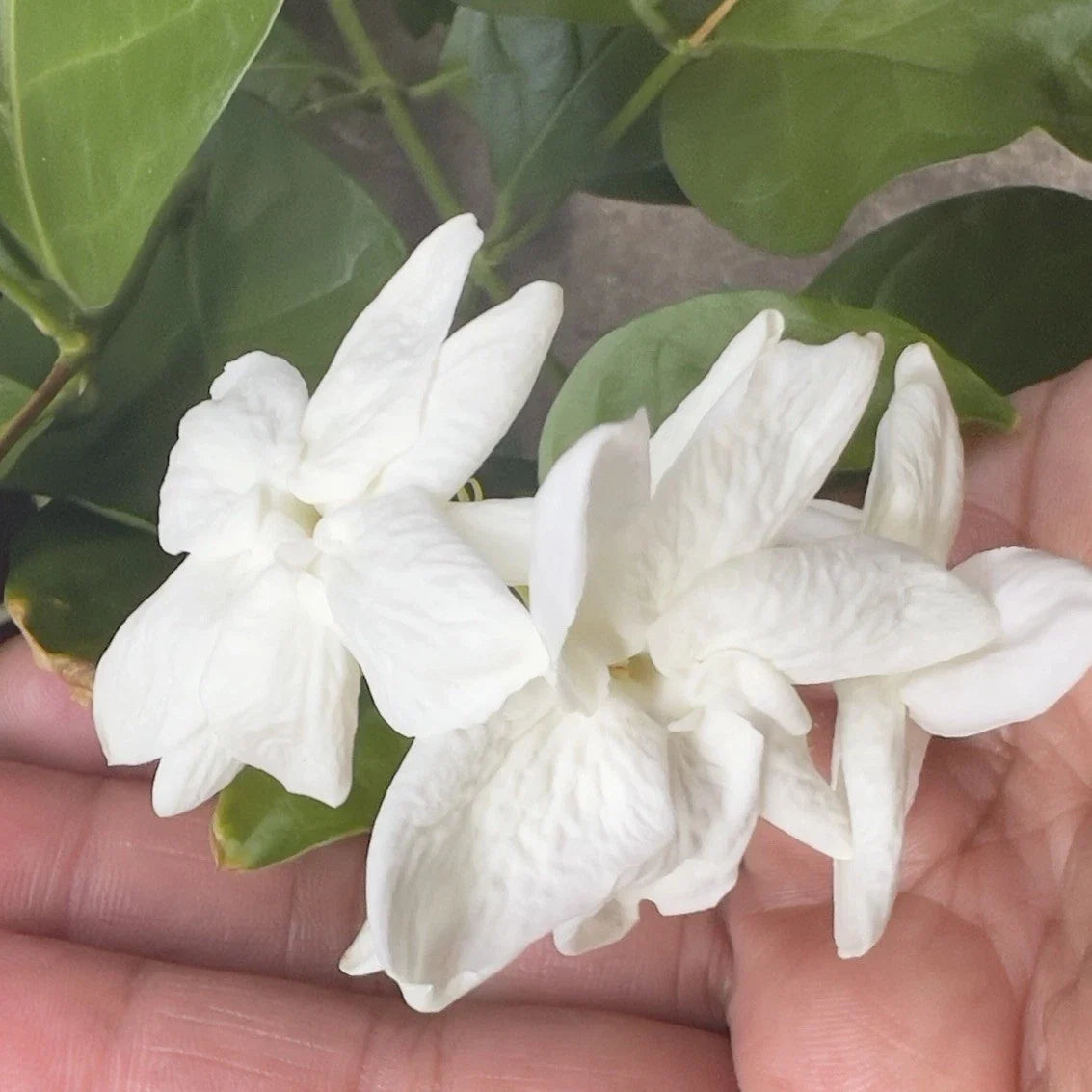 Arabian Sambac Jasmine Plant 4" Pot White Flowers Jasminum sambac Intensely Fragrant Indoor/Outdoor Container Garden