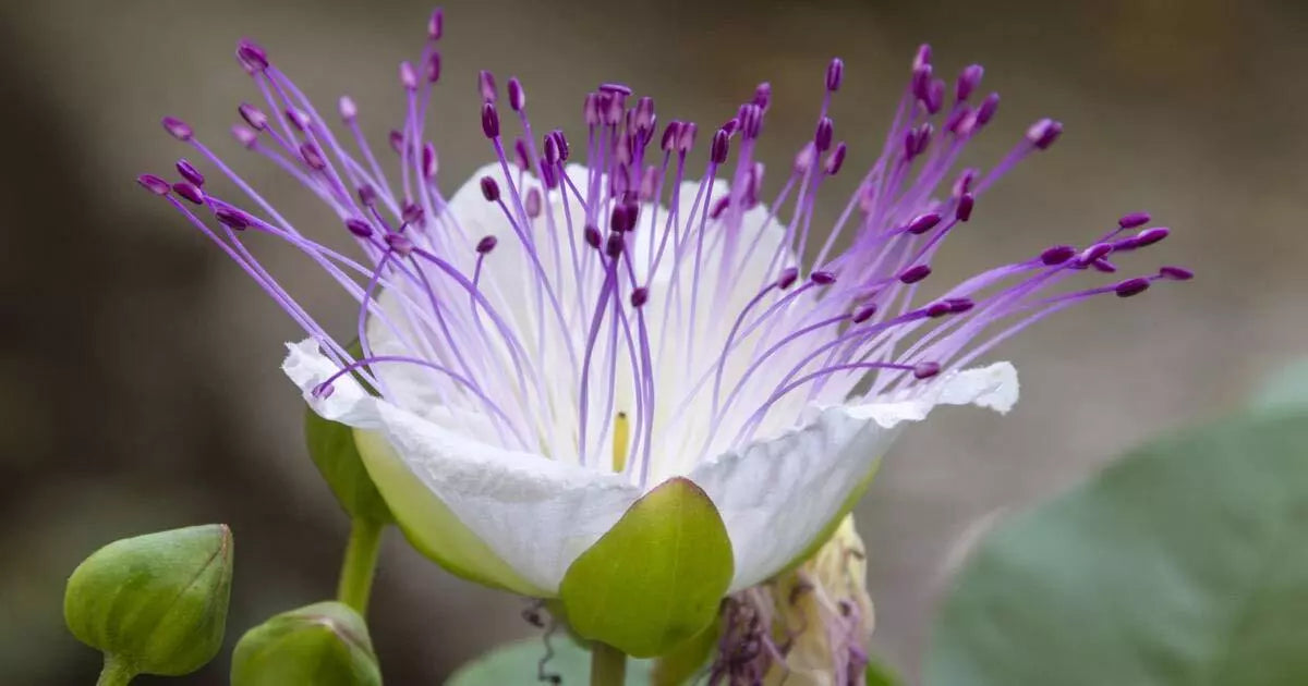 Caper Bush Seeds - 20 Count - Culinary & Medicinal Herb - Capparis Spinosa - Perennial Plant for Home Gardening