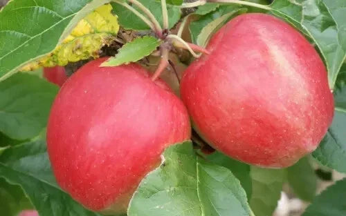 Saturn Apple Seeds - 25+ Heirloom Seeds - Malus domestica - Organic & Non-GMO - USA Grown for Garden Planting