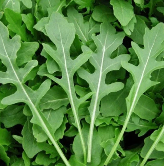 Rocket Arugula Microgreens Seeds - 500 Non-GMO Spicy Flavor - Eruca sativa - Cool Season Salad Herb for Home Gardening