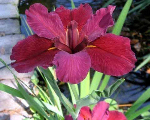Red Velvet Elvis Louisiana Iris Plants - 5 Fans - Deep Red Blooms - Iris x louisiana 'Red Velvet Elvis'