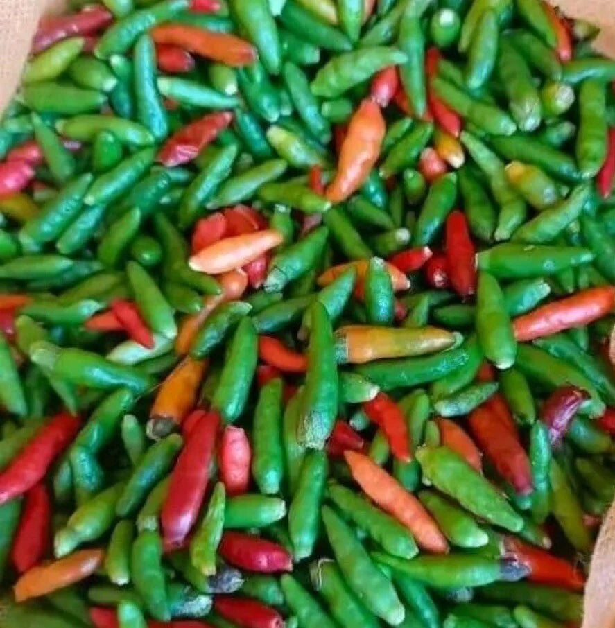 Bird's Eye Chili Pepper Seeds - 30+ Non-GMO Siling Labuyo - Capsicum annuum - Spicy Culinary Garden Starter