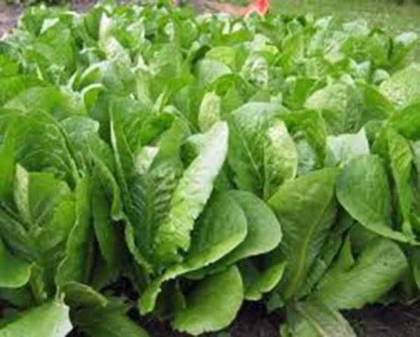 Romaine Lettuce Seeds, 500 Pack, Paris Island Heirloom, Non-GMO, Lactuca sativa - Perfect for Home Garden Planting