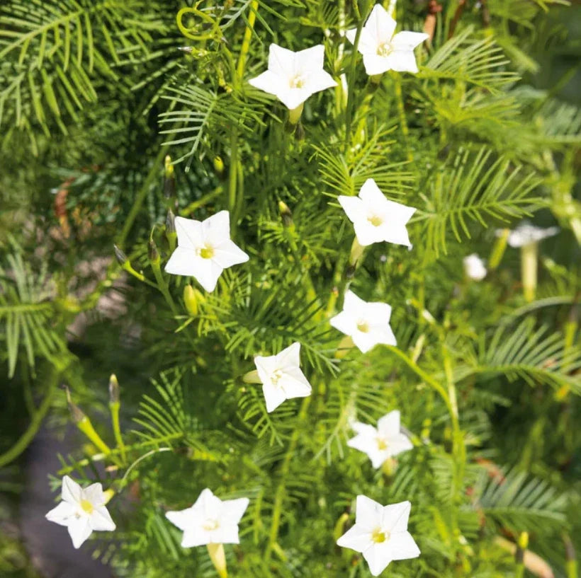 Cardinal Climber Vine Seeds, 50 Seeds, White Flowers, Pollinator Attractor, Ipomoea quamoclit, Fast-Growing Garden Vine