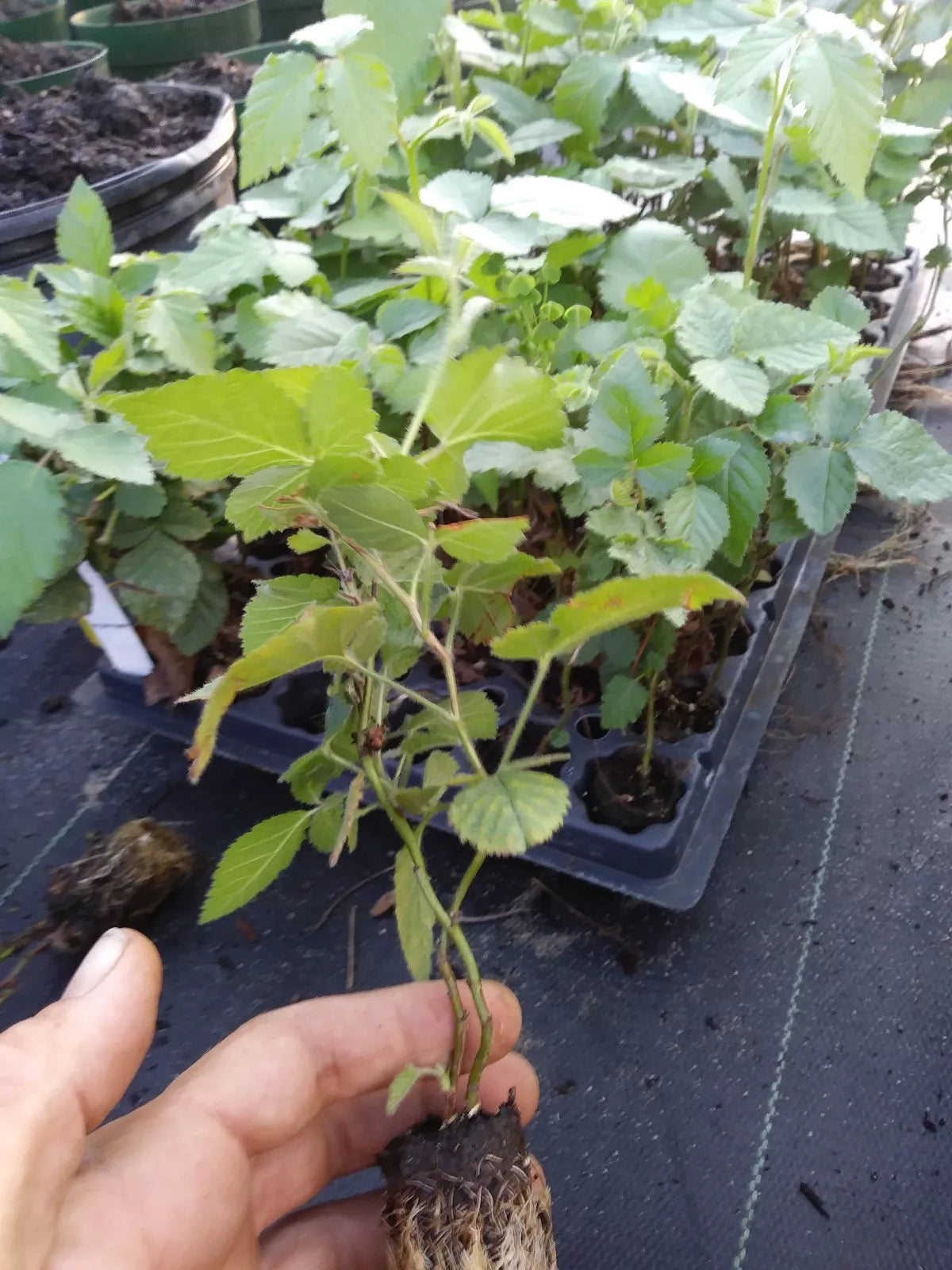 Thornless Blackberry Plants 72-Pack Sweetie Pie Rubus fruticosus 'Sweetie Pie' Healthy Rooted for Easy Harvesting