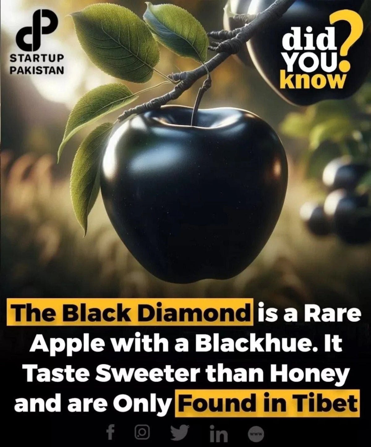 Rare Black Diamond Apple Cutting for Rooting or Grafting - Malus domestica - Unique Dark Purple-Black Skin