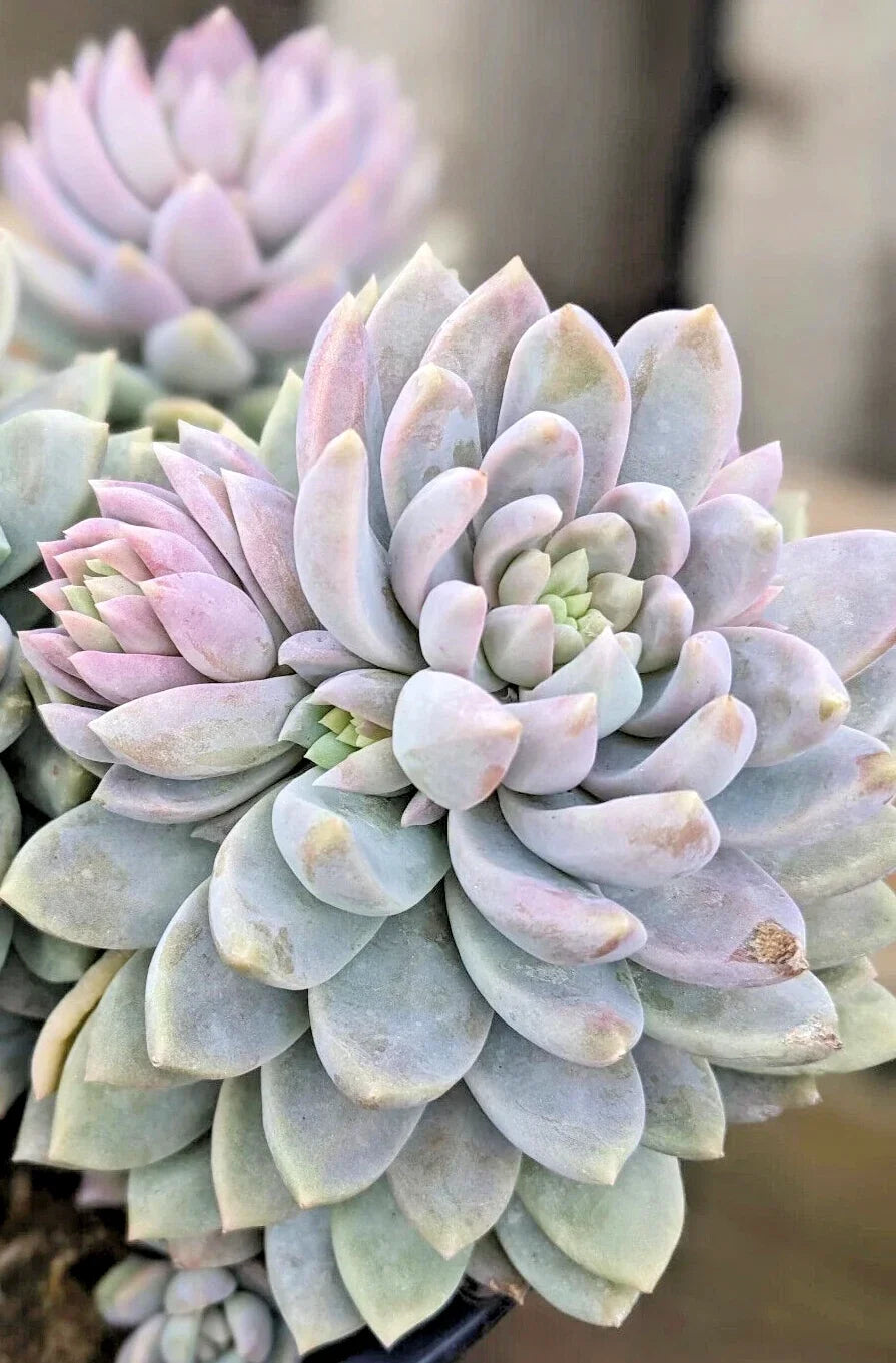 Rare Succulent Plant 2" Sedeveria 'Lilac Mist' Unique Hybrid Indoor Garden Low Maintenance Drought-Tolerant