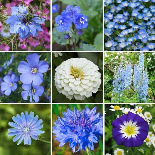 Wildflower Seed Mix 500+ Seeds Blue Ribbon Perennials Pollinator Friendly Non-GMO Heirloom - Various