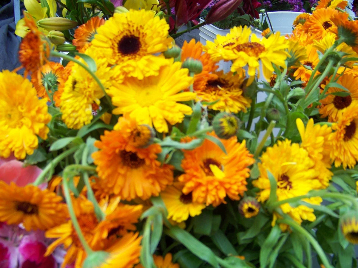 Calendula Seeds - 105 Edible Flower Seeds - Resilient Variety - Calendula officinalis - Vibrant Orange & Yellow Blooms