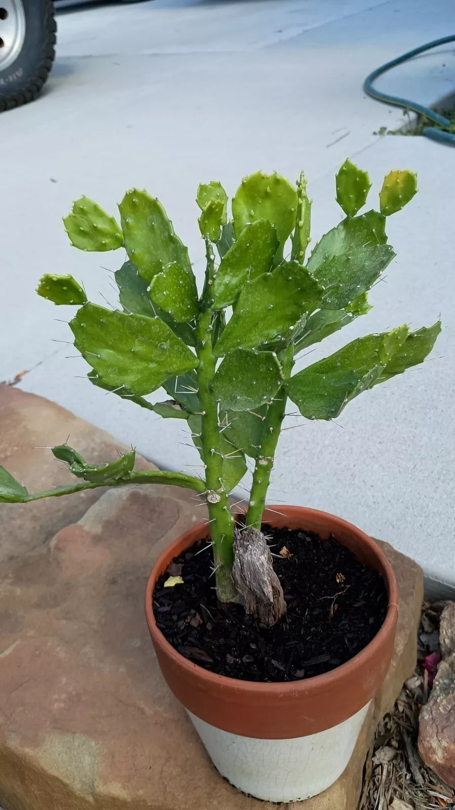 Brazilian Prickly Pear Cactus 6-8" Rooted Opuntia Brasiliensis Plant - Vibrant Green Pads, Low Maintenance Indoor/Outdoor Cactus