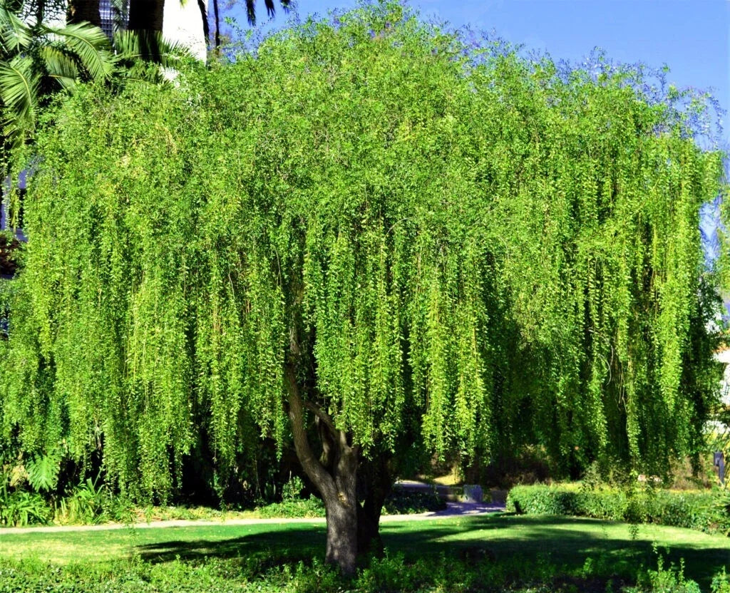 Mayten Tree Seeds - 10 Pack Weeping Green Shower, Rare Willow-Like Variety, Maytenus boaria