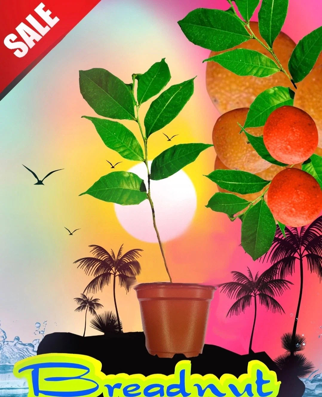 Maya Nut Tree Seedling - 3 Feet Tall Tropical Fruit Plant - Inga edulis - Rare Garden Addition for Home Nurseries