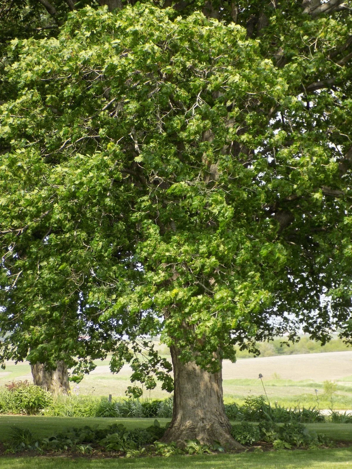 Black Maple Tree - Young Plant - Fall Red Foliage - Acer nigrum - Fast-Growing, Low Maintenance, Ideal for Urban Gardens