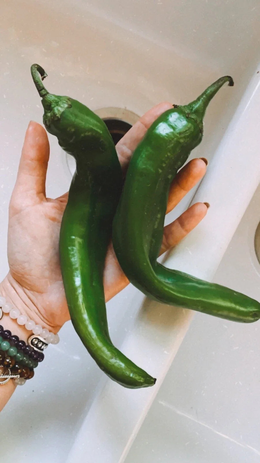 Texas Hatch Chile Pepper Seeds - 25 Non-GMO Organic Seeds - Capsicum annuum - Ideal for Home Gardening and Culinary Use