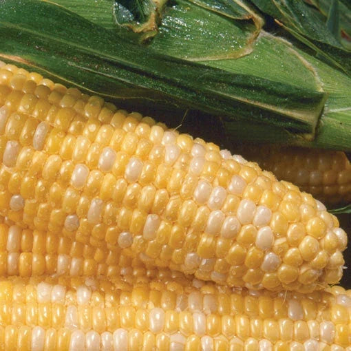 Sweet Corn Seeds Pack of 100 - Sweetness Variety - Non-GMO - Zea Mays - Ideal for Home Gardens
