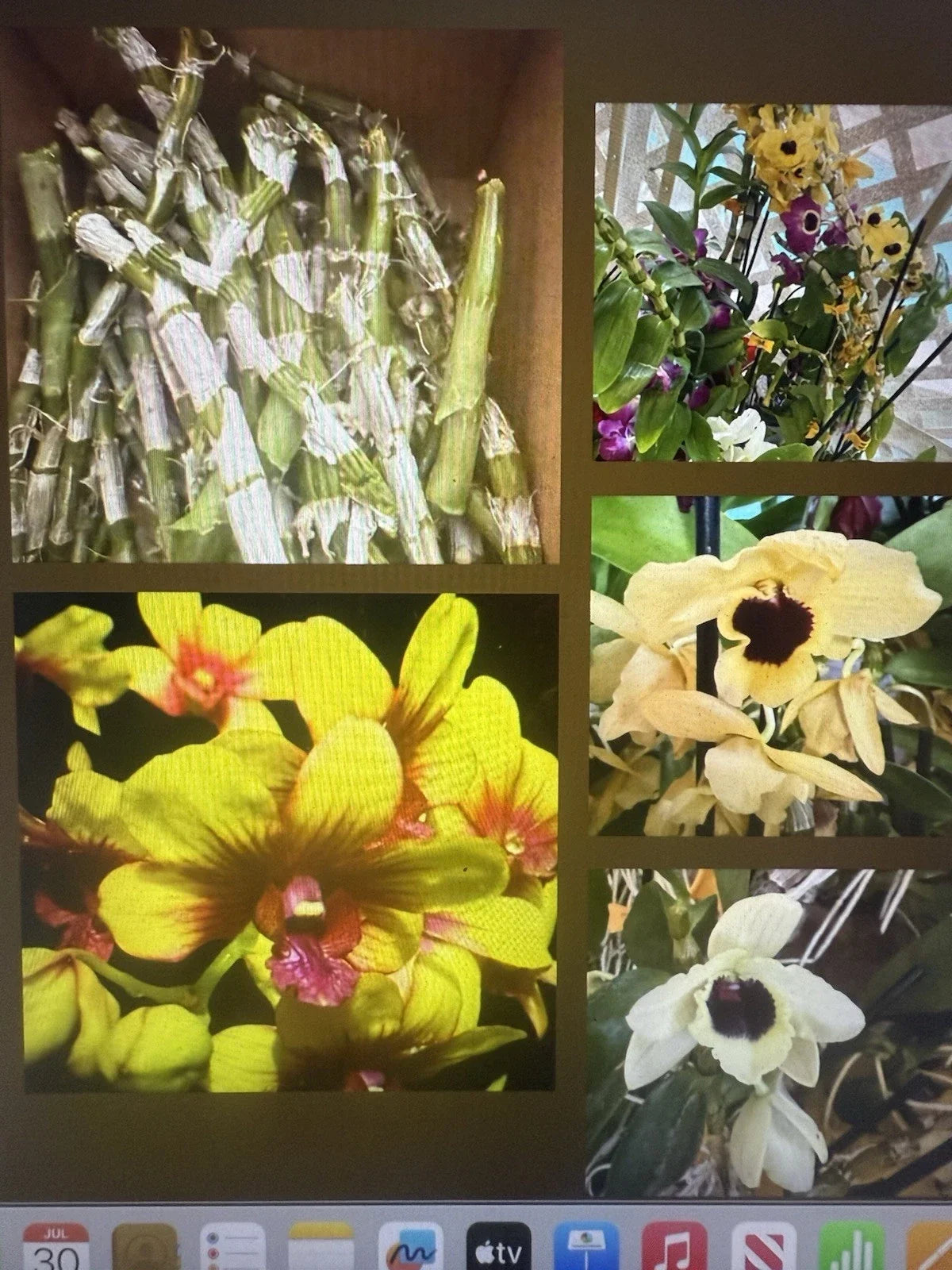 Dendrobium Orchid Stems for Propagation - 100 No Roots - Dendrobium spp. - Ideal for Gardening and Floral Arrangements