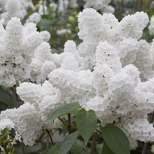 White Japanese Lilac Seeds - 25 Pack - Extremely Fragrant - Syringa reticulata - Aromatic Garden Flower Seeds