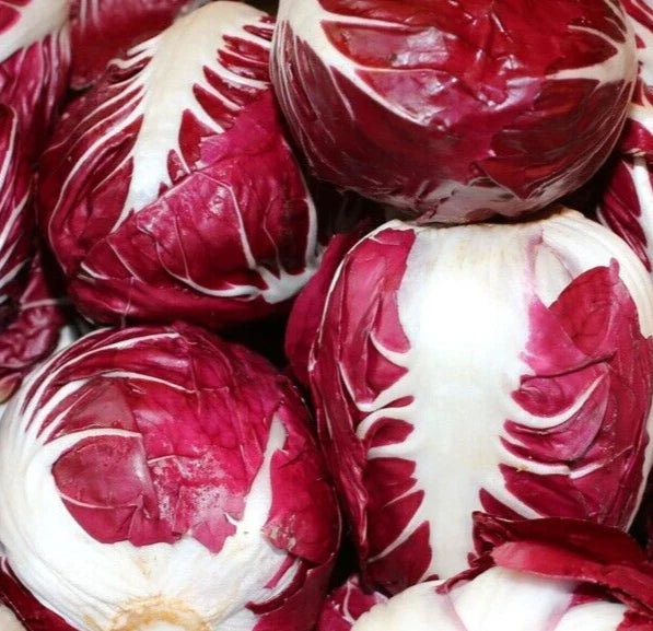 Radicchio Seeds 1000+ Rouge de Verona Cool Season Vegetable Cichorium intybus Var. Foliosum