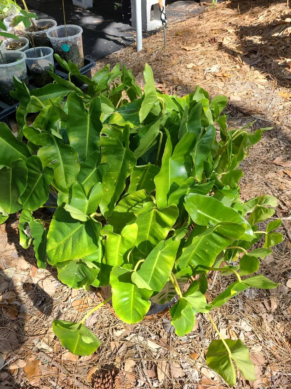 Philodendron 'Burle Marx' Live Plant Cutting 5-7" Indoor Houseplant - Tropical, Low Maintenance, Air-Purifying Variety