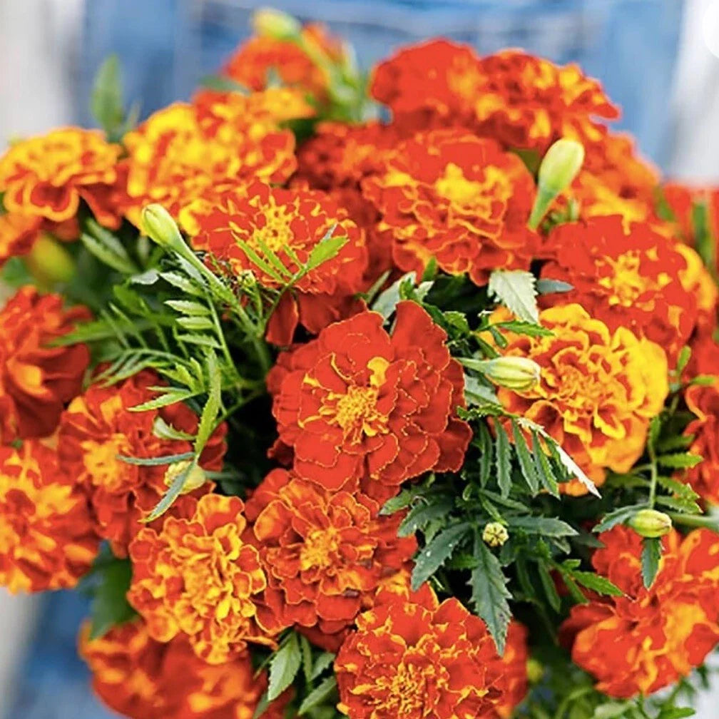 French Marigold Seeds Pack - 150+ Heirloom Non-GMO Sparky Mix - Tagetes patula - Attracts Pollinators - Free Shipping USA