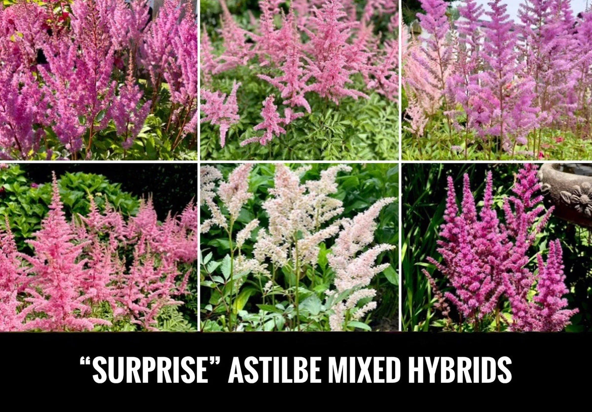 Astilbe Bare Root Starter Plants - 4" Surprise! Shade Perennial - Astilbe spp. - Vibrant Blooms for Shaded Gardens