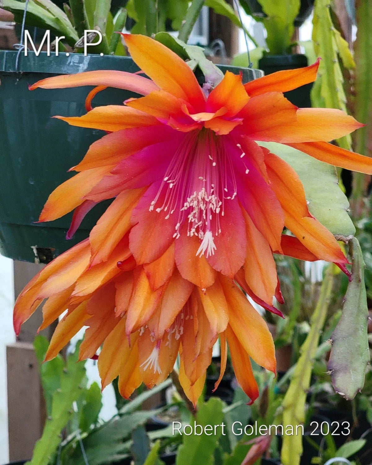Rare Orchid Cactus Rooted Cutting - Epiphyllum 'Mr. P.' - Unique Tropical Houseplant, Indoor Plant for Beginners