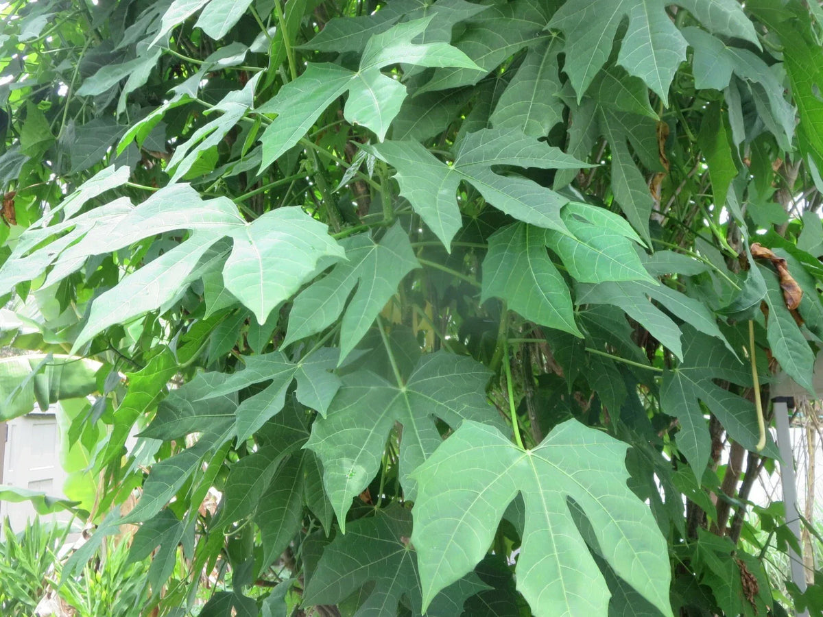 Maple Leaf Chaya Cuttings - Organic Non-Sting Edible Plant - 7 Pieces - Cnidoscolus chayamansa