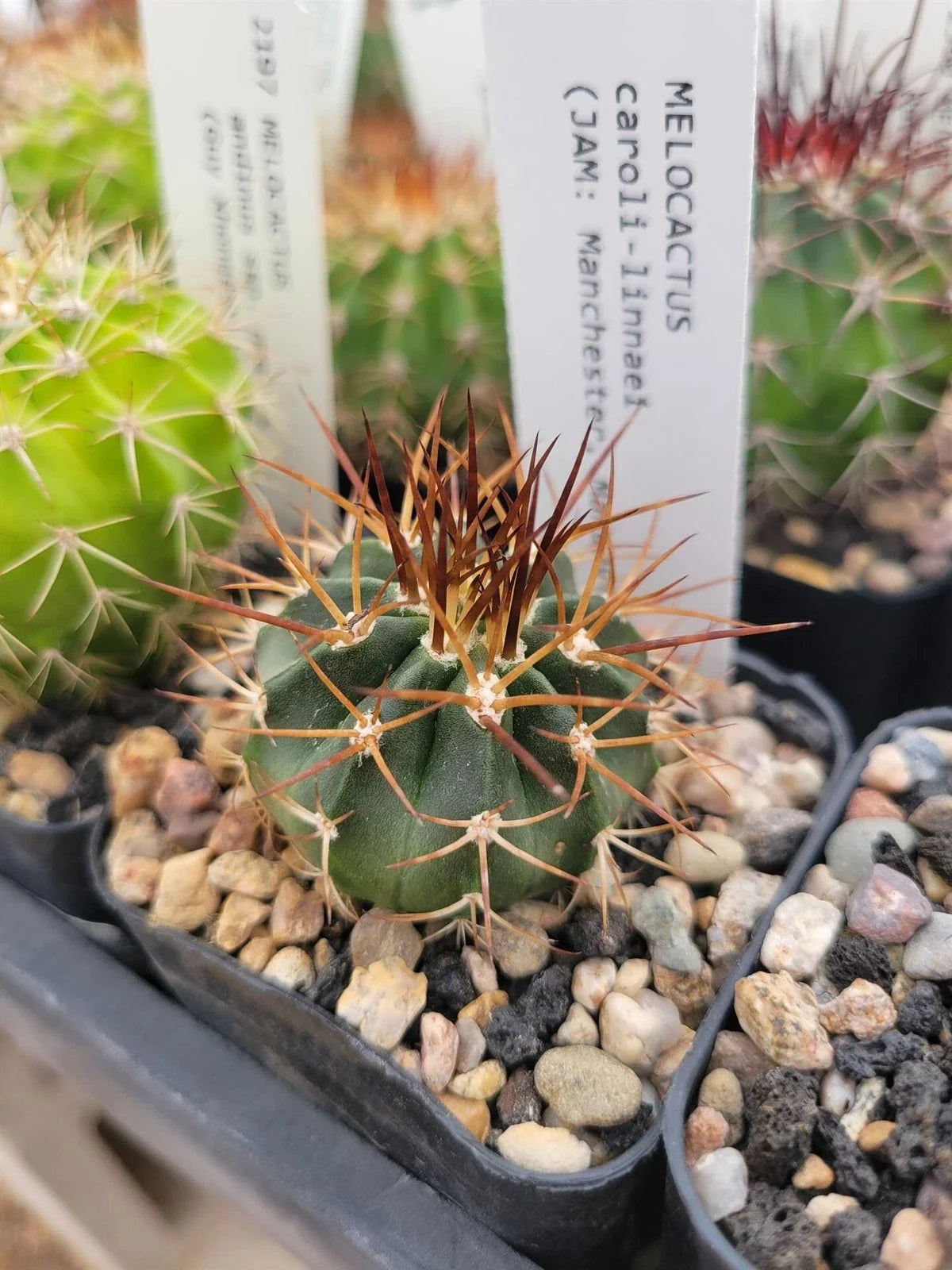Melocactus caroli-linnaei Cactus Plant - 4-Inch Potted Unique Succulent - Rare Variety for Collectors - Cactaceae