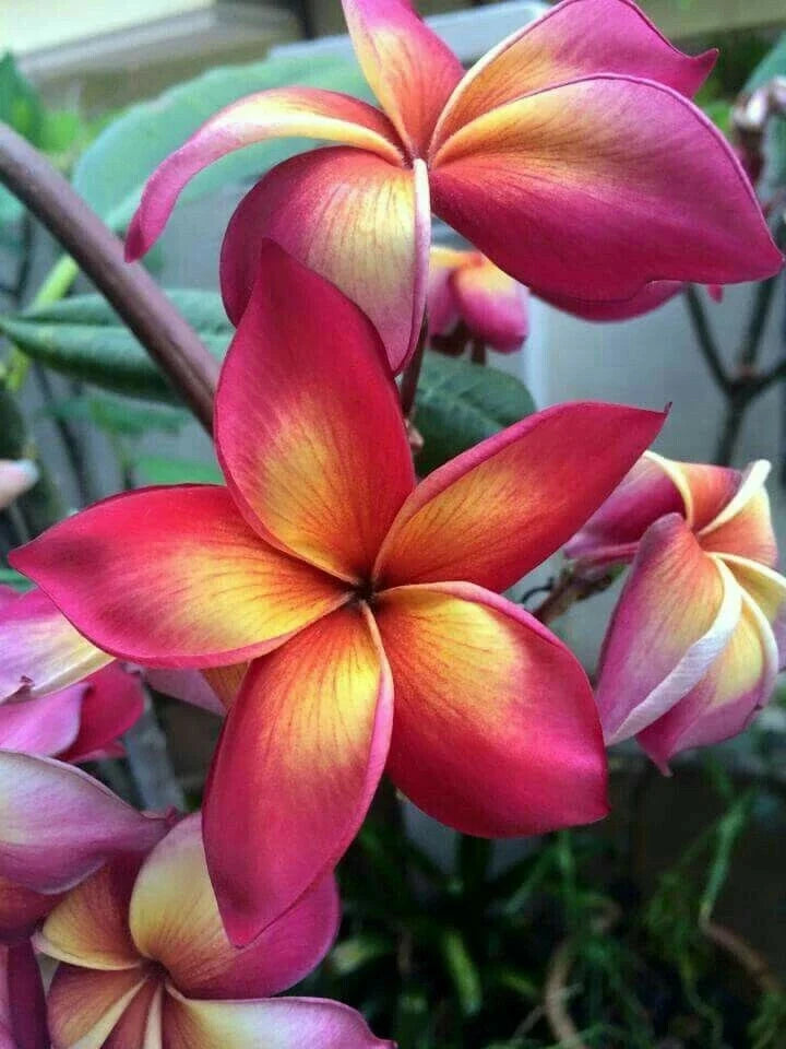 Plumeria Seeds - 5 Bright Pink Orange Flower Seeds - Plumeria rubra - Tropical Perennial Plant for Garden or Containers