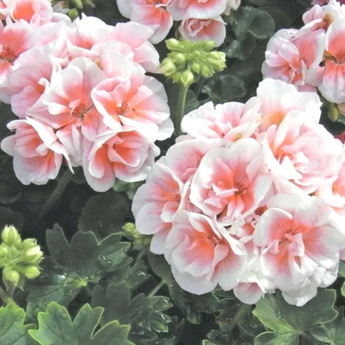 Pink White Geranium Seeds - 10 Perennial Flower Seeds for Hanging Baskets - Pelargonium spp. - Non-GMO and Easy to Grow