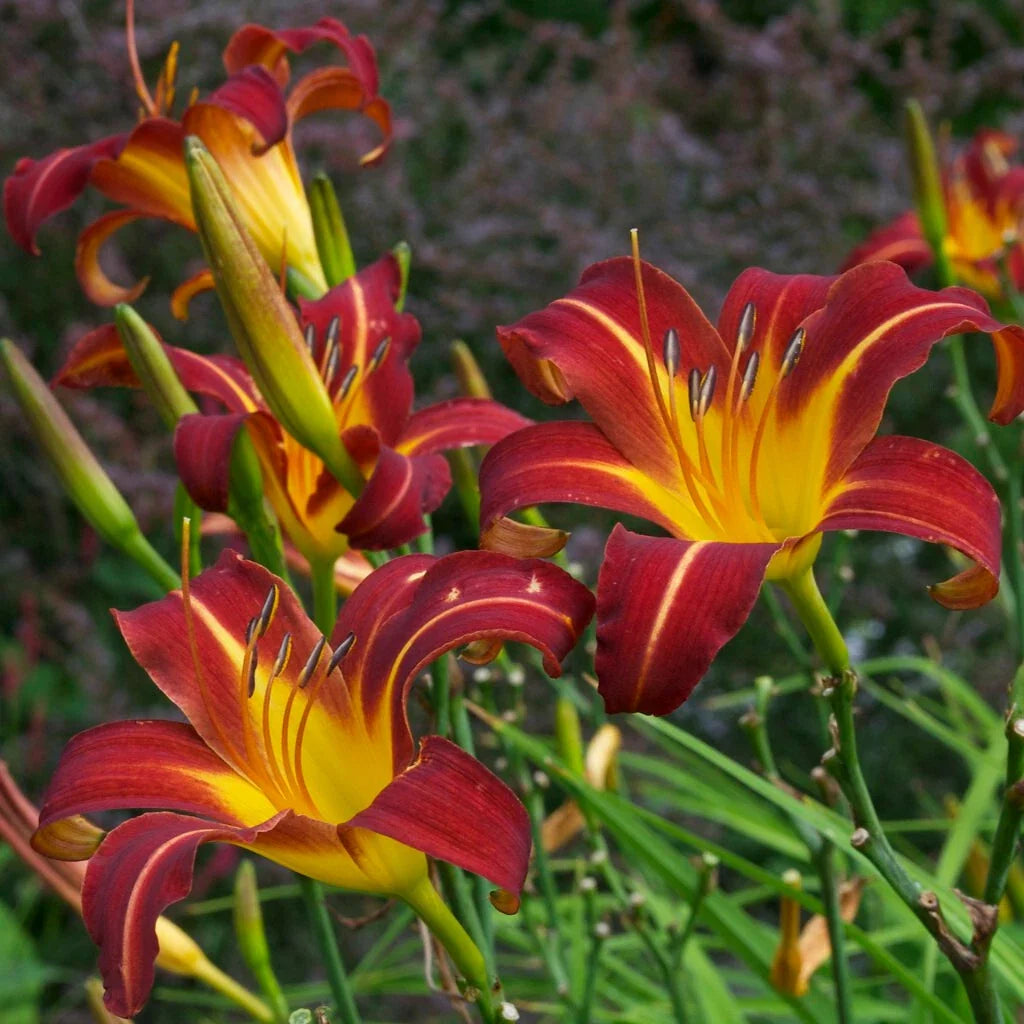 Daylily Bare Root Plants - 25 Count - Autumn Red - Hemerocallis 'Autumn Red' - Vibrant Blooms for Summer & Fall Gardens