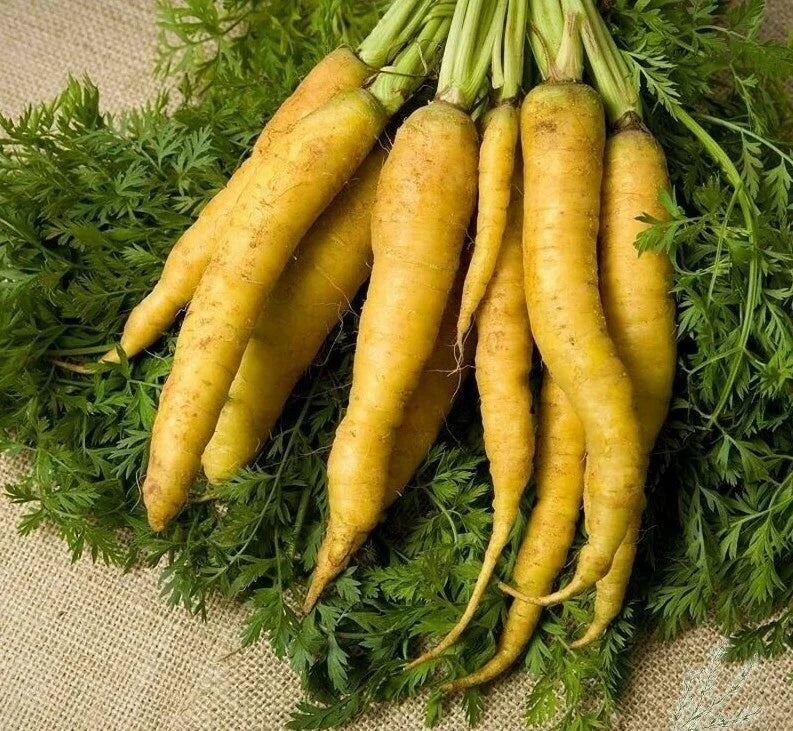 Solar Yellow Carrot Seeds 300+ Non-GMO Vegetable Seeds Daucus carota USA Grown for Home Garden & Containers